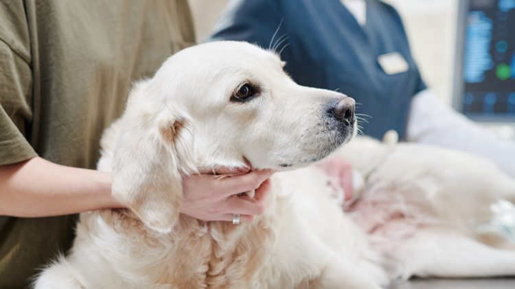 Ein Golden Retriever liegt auf einem Tierarzt-Tisch und wird untersucht. 